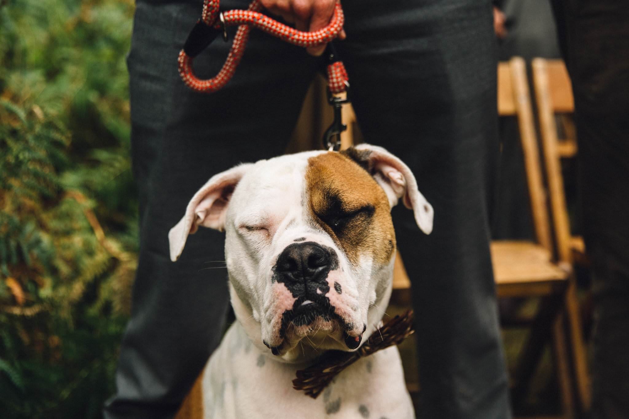 dog at wedding