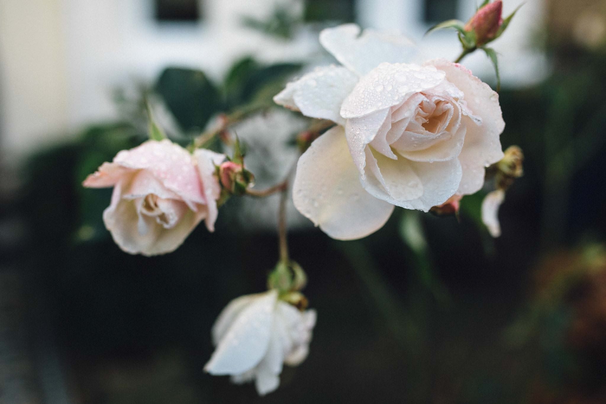 winter blooms