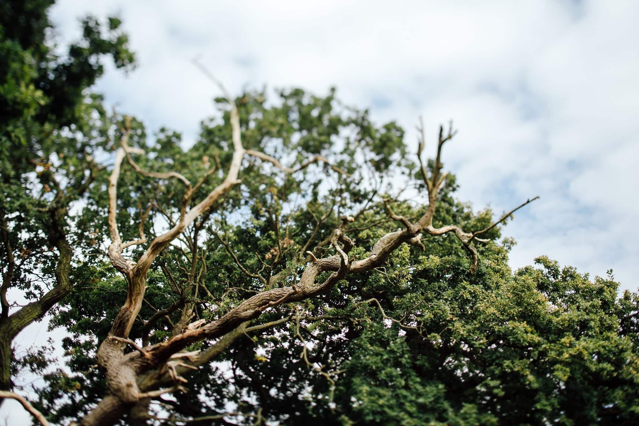 oak tree captured with tilt shift lens