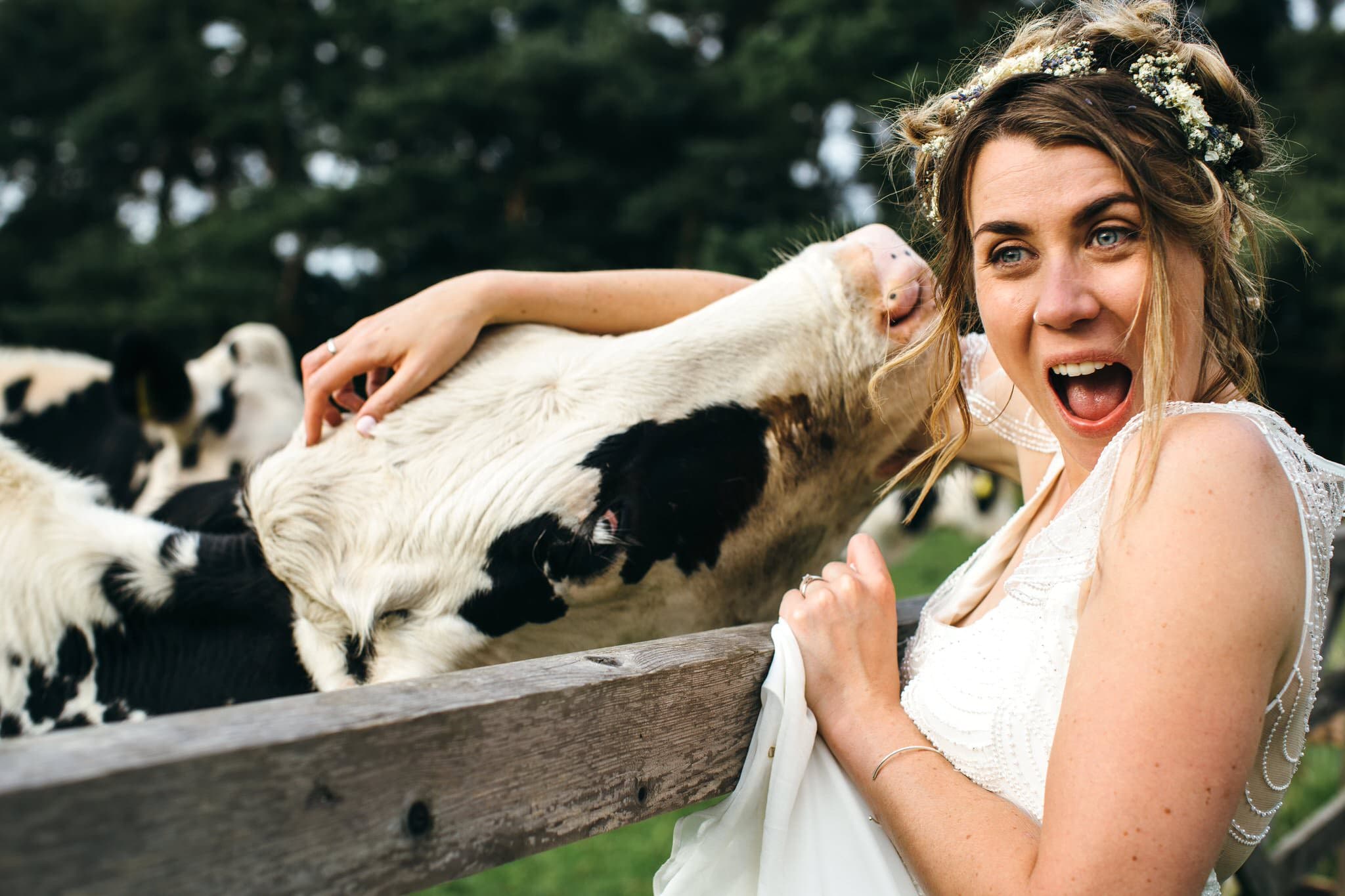 bride bitten by cow farm wedding